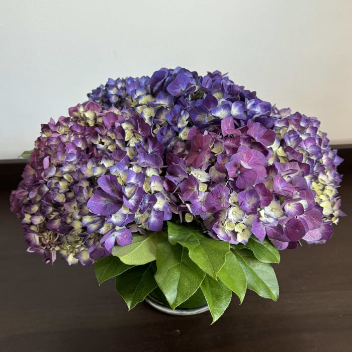 Purple Hydrangea Lover