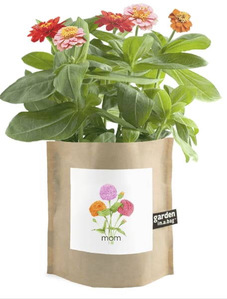 Garden in A Bag - Zinnias