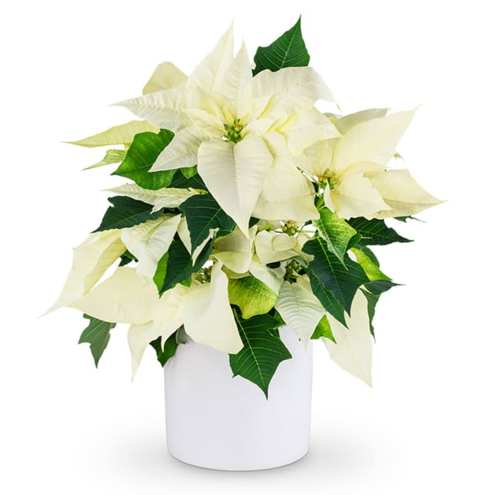 White Poinsettia Plant