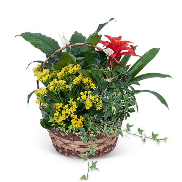 Blooming Dish Garden