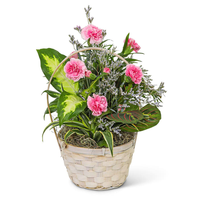 Dish Garden with Petite Pink Florals 6 inch