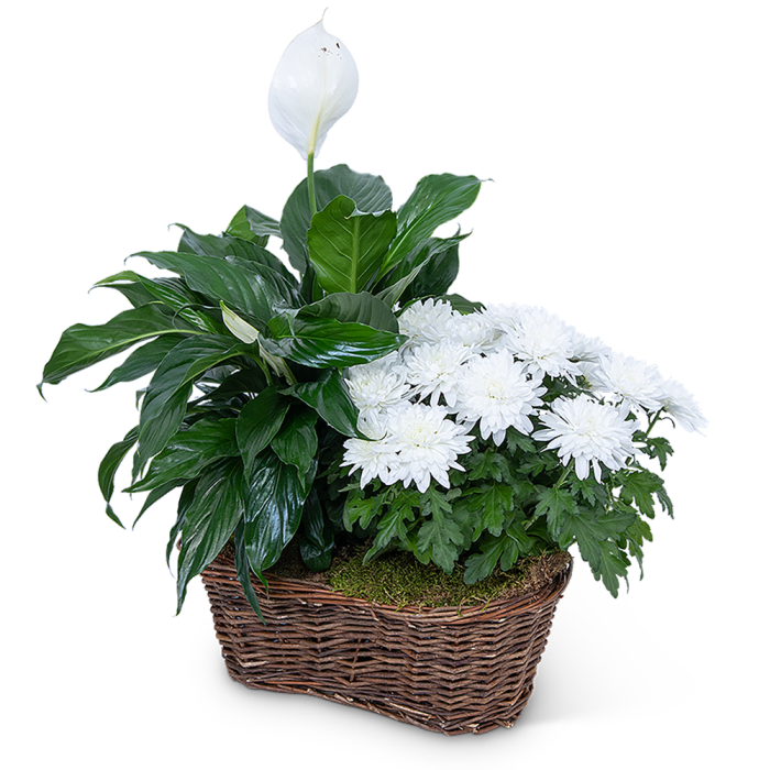 Peace Lily with White Mum Plant