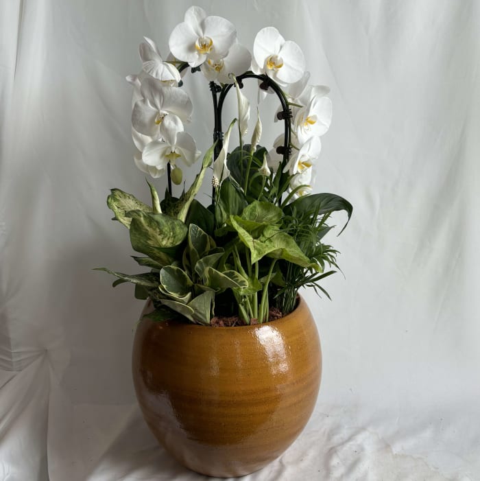 Giant Double Orchid Sympathy Planter