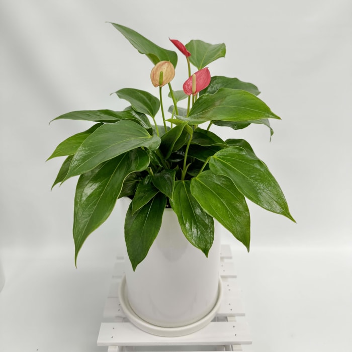Anthurium