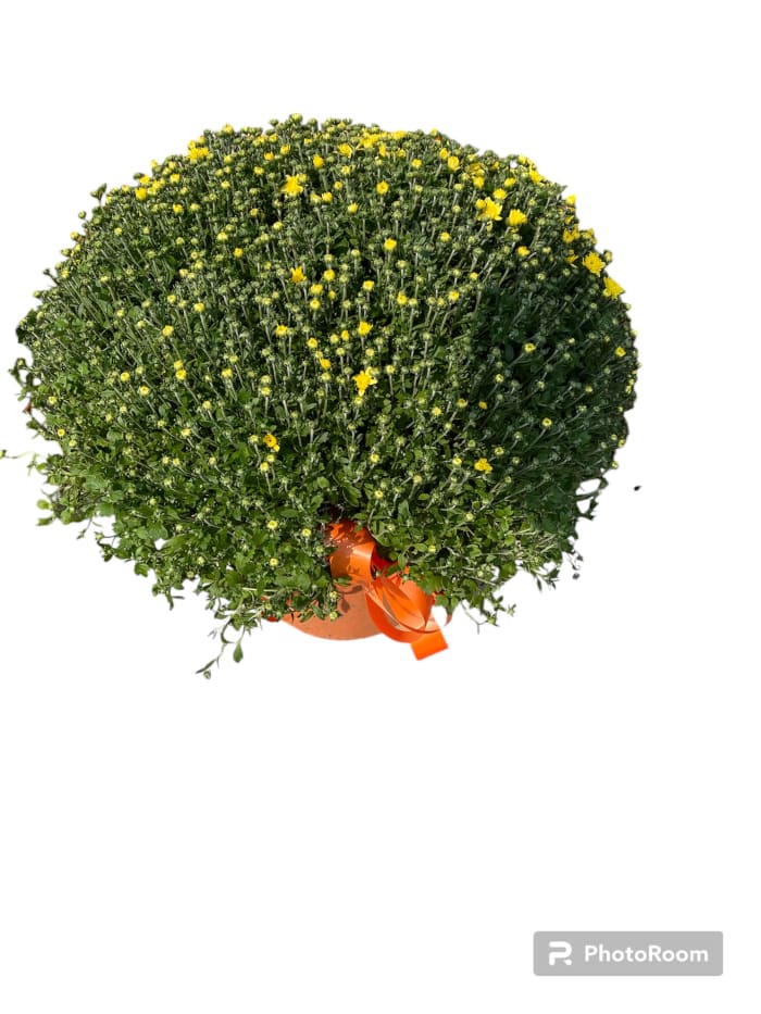 Mum Plant
