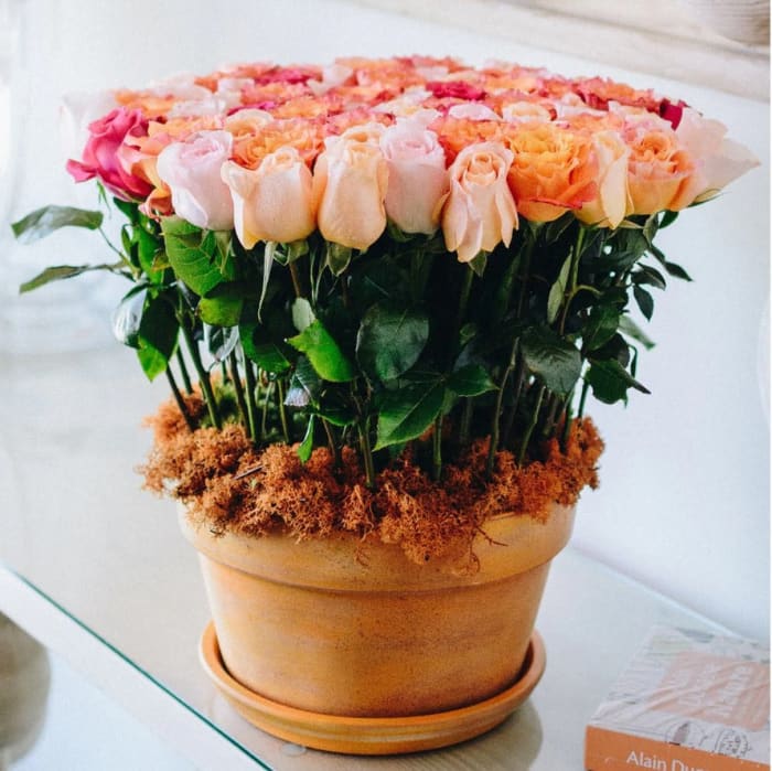 Flowerpot Rose Garden