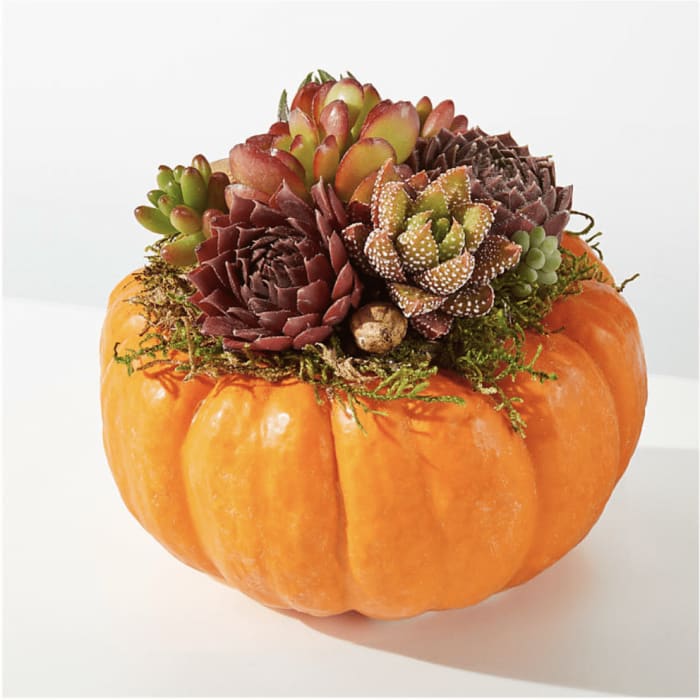 Succulent Pumpkin Mini Garden