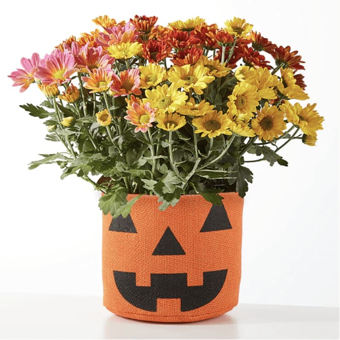 Jack o'lantern Mum