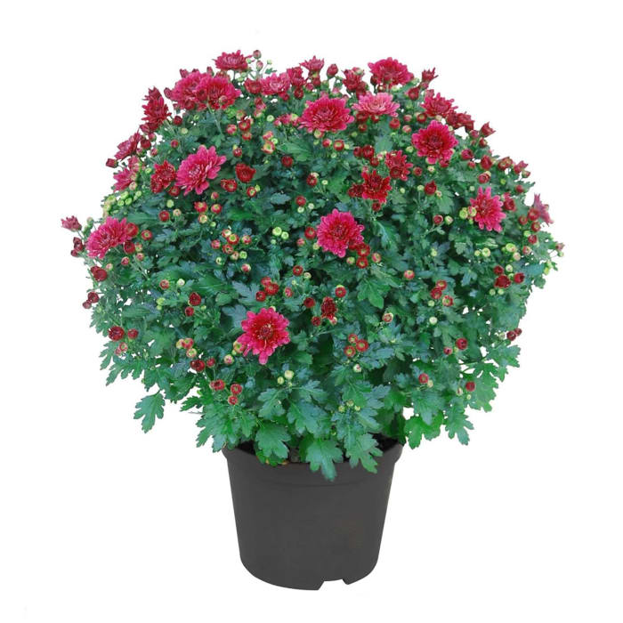 10 Inch Outdoor Hardy Mum