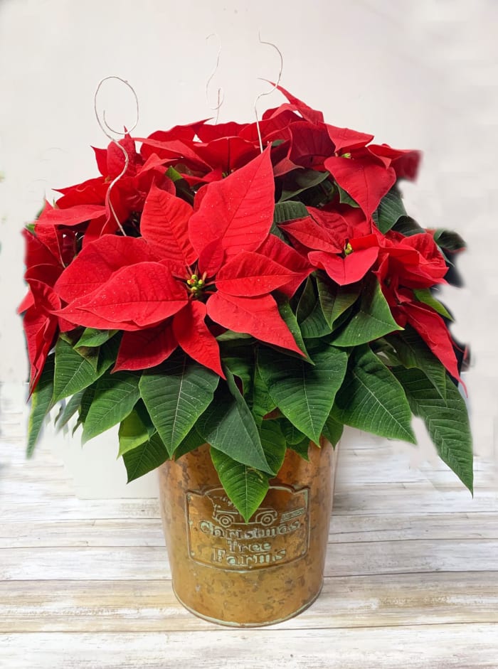 Deluxe Poinsettia