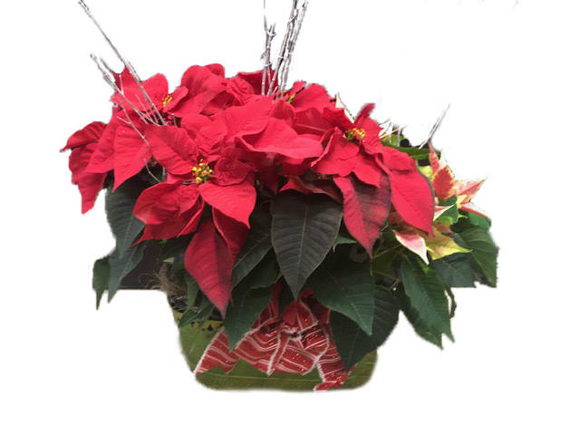 Deluxe Poinsettia Basket