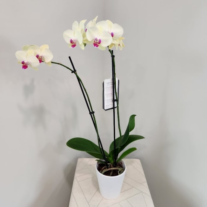 Marshmallow Orchid