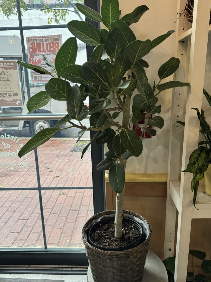 Ficus Audry