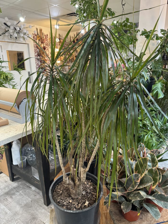 Dracaena Marginata