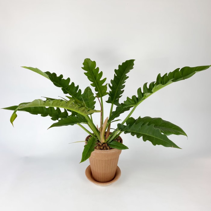 RING OF FIRE PHILODENDRON