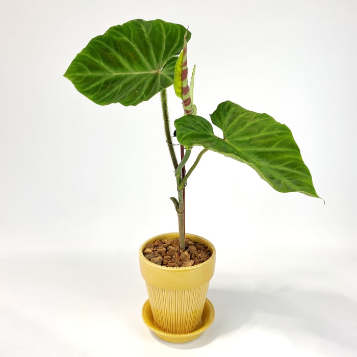 PHILODENDRON BERRUCOSUM