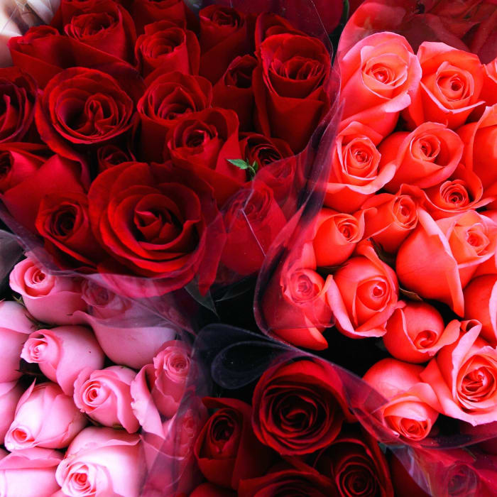 Dozen Roses Weekly Subscription Flower Delivery Fort Wayne IN