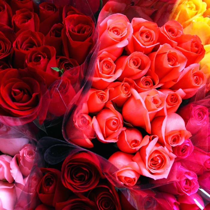 Dozen Roses BiWeekly Subscription Flower Delivery Fort Wayne IN