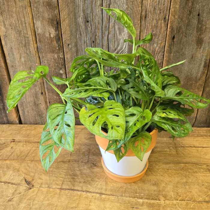 Swiss Cheese Plant