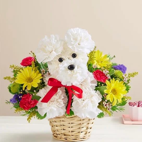 a DOG-able in a Basket