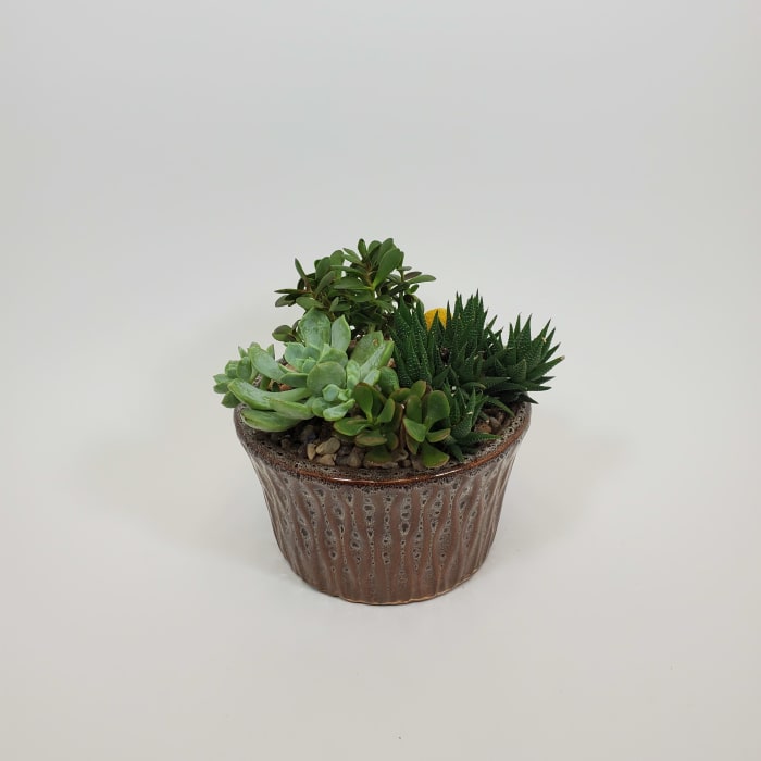 Succulent Garden