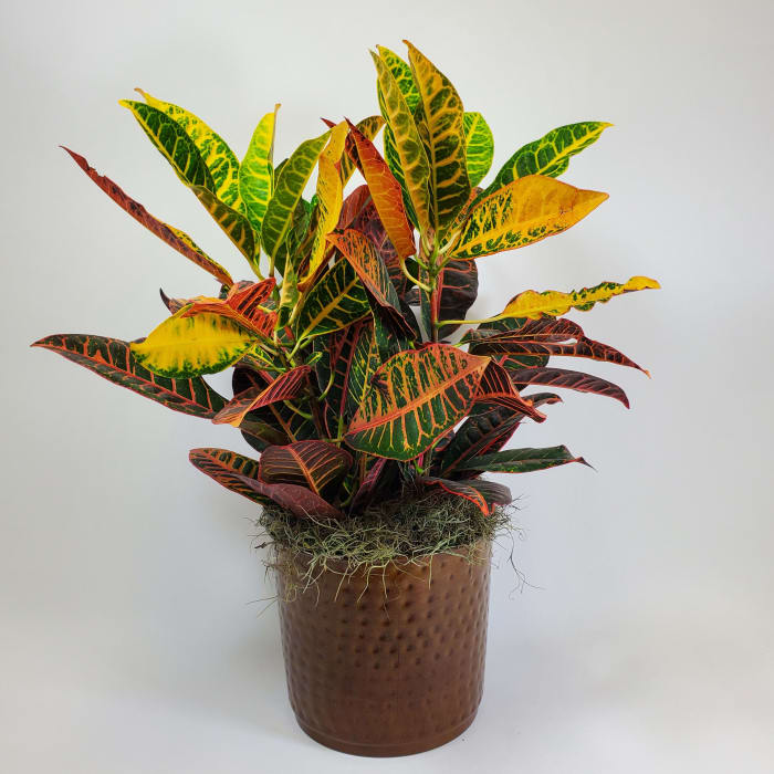 Croton in Hammered Metal Pot