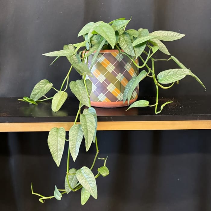 Pothos Plant