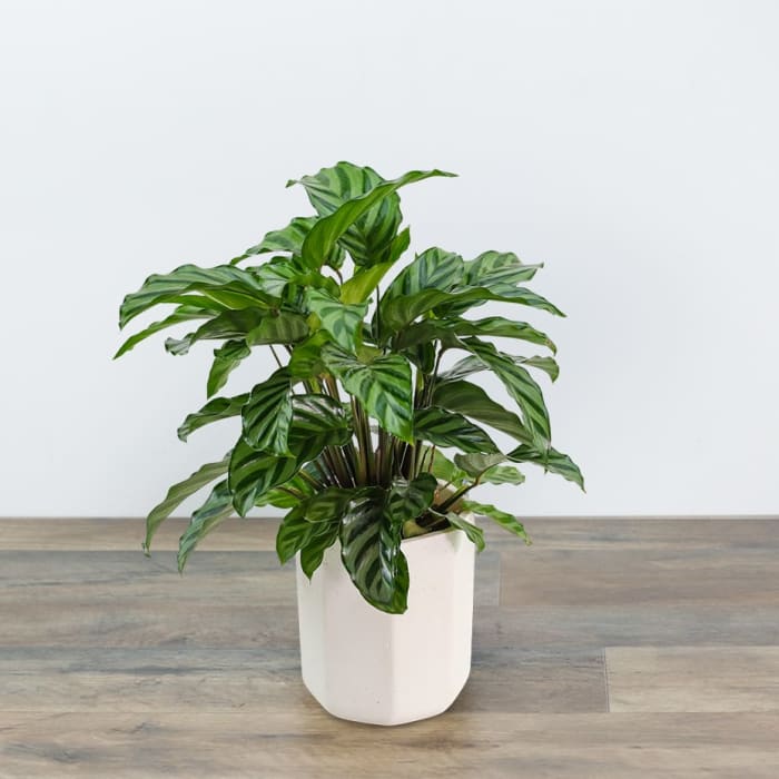 Calathea Plant in Ceramic Container