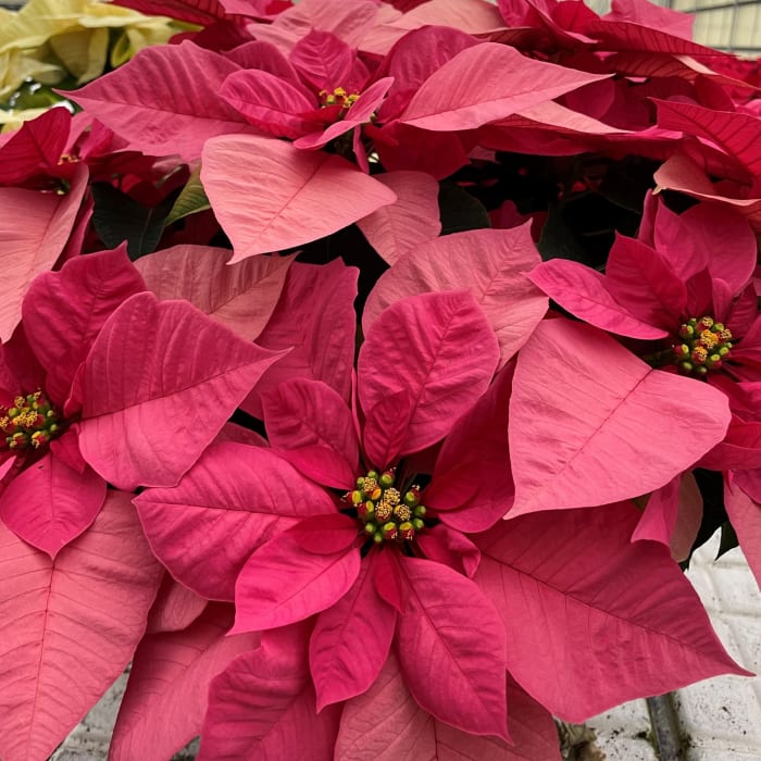 10 Inch Pot Pink Poinsettia
