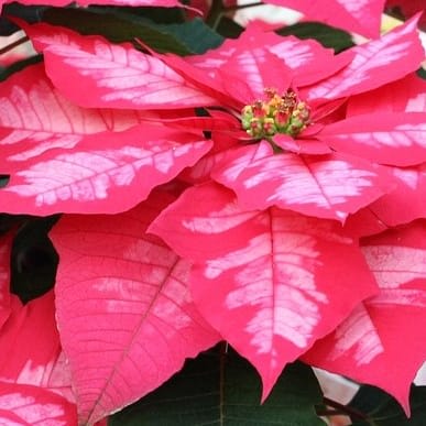 Ice Punch Poinsettia