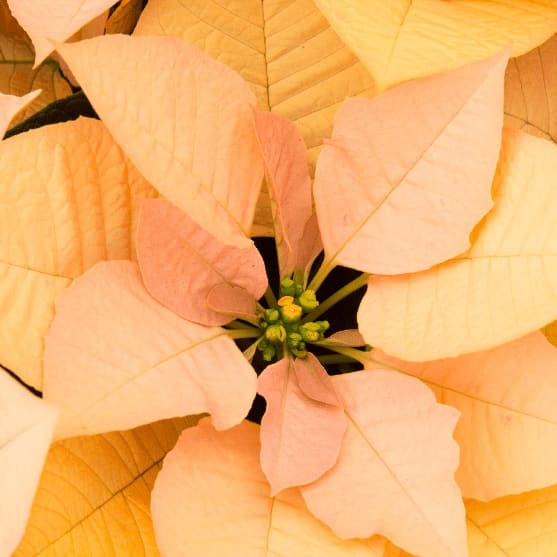 Peach Poinsettia