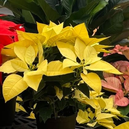 Christmas Star Poinsettia
