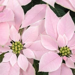 Soft Pink Poinsettia
