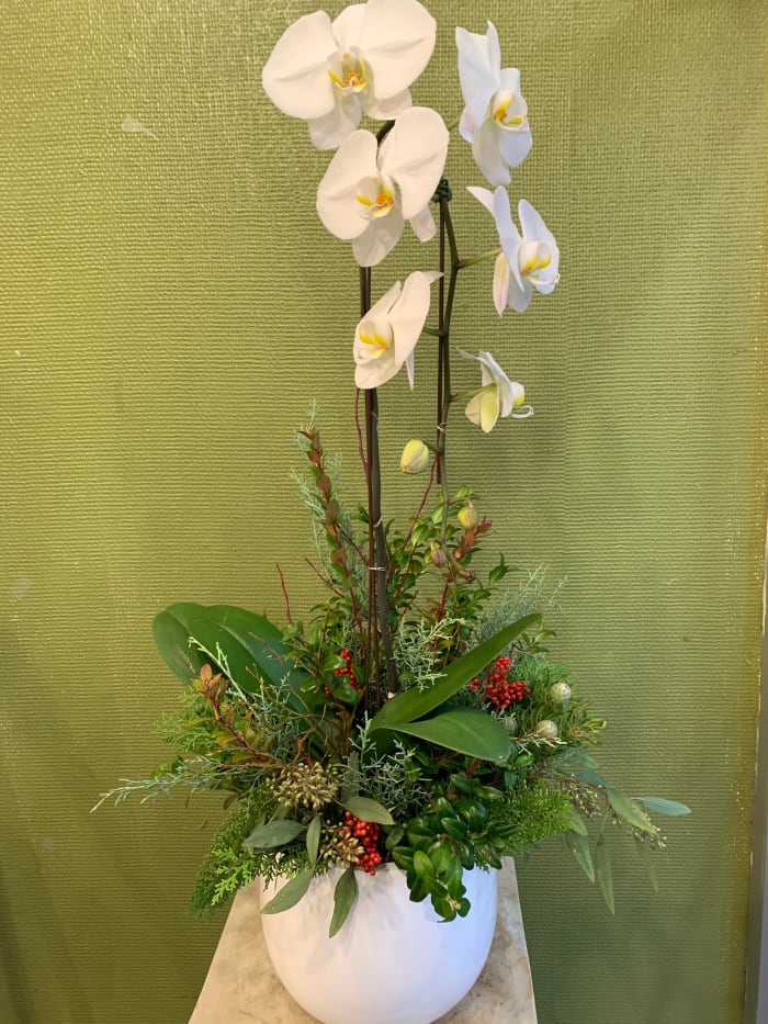Winter Orchid Arrangement