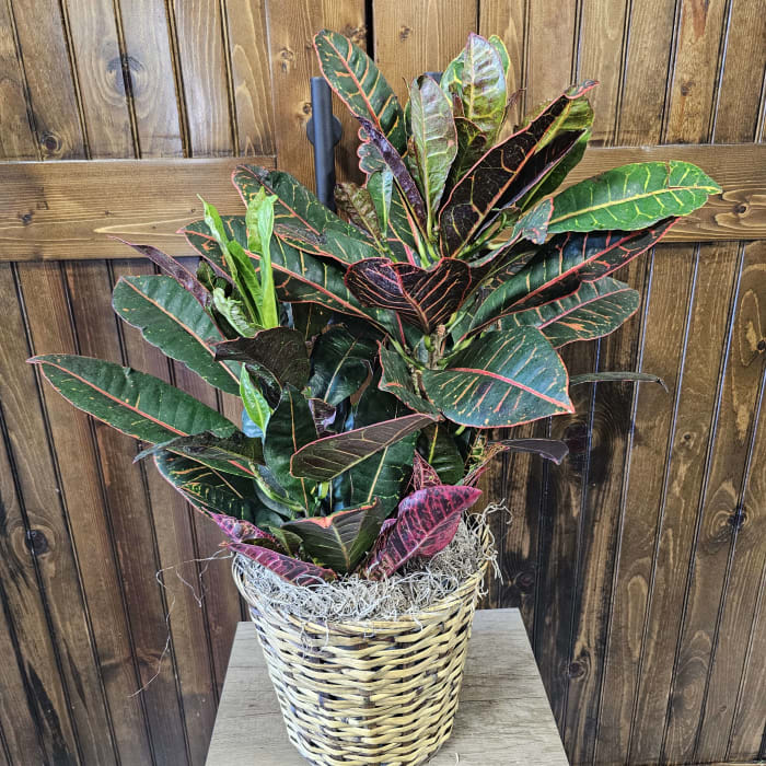 8" Croton
