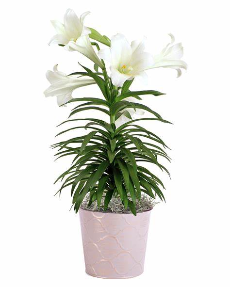 6" Easter Lilly
