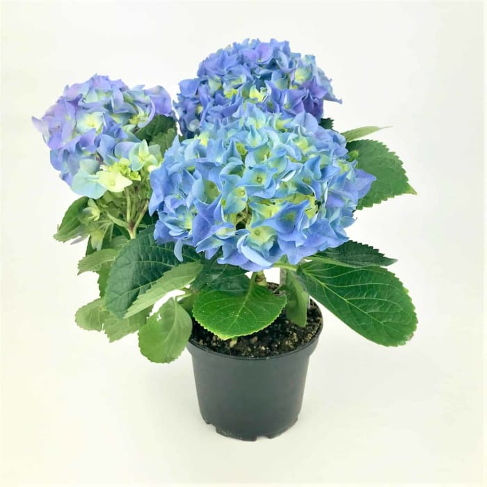 HYDRANGEA 8"