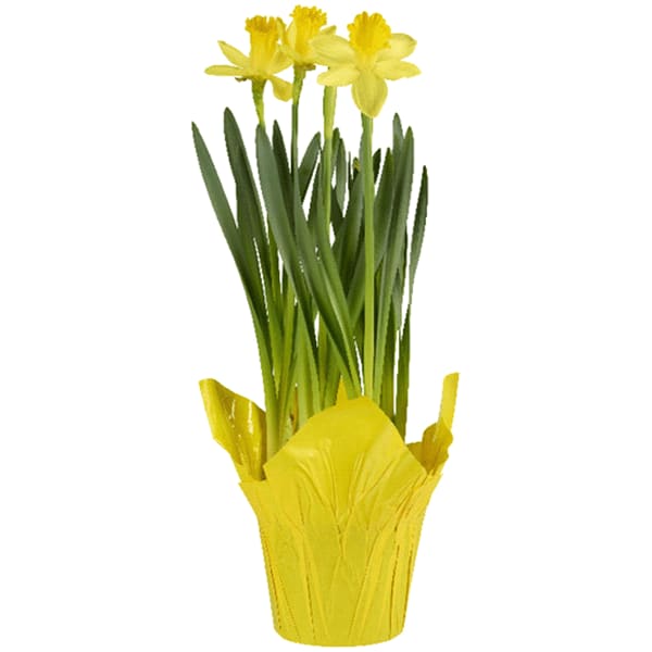 6" Daffodil