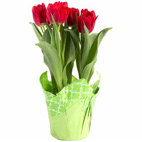 6" Tulip