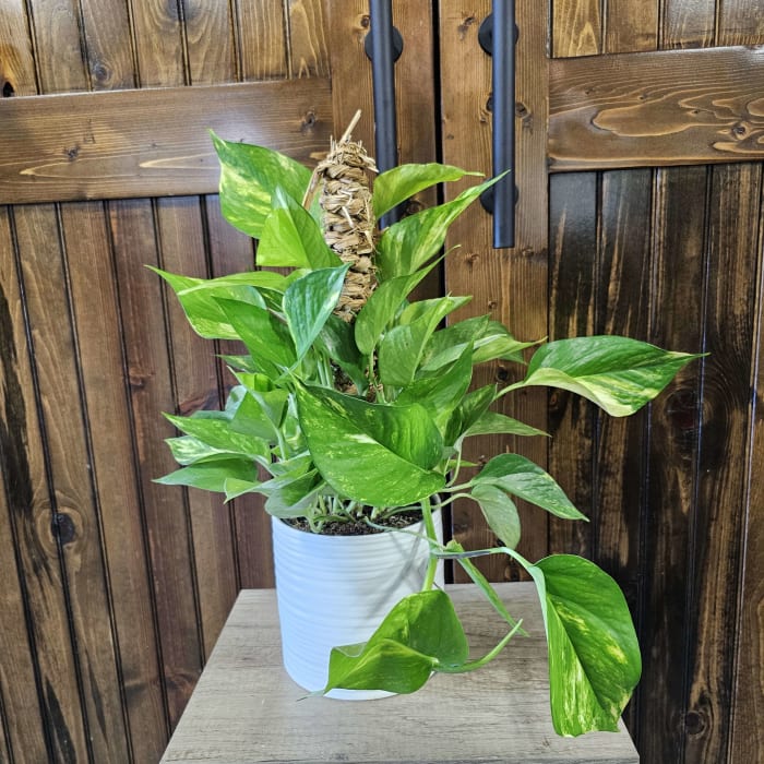 Pothos Pole Plant