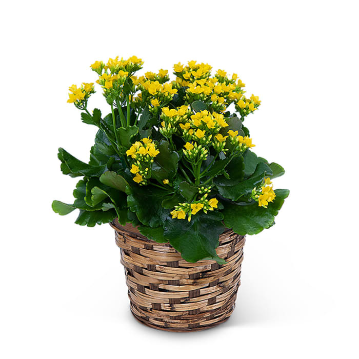 Yellow Kalanchoe Plant