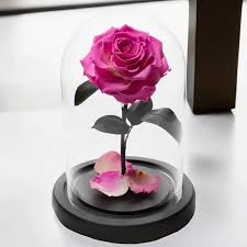 Hot Pink Rose Dome