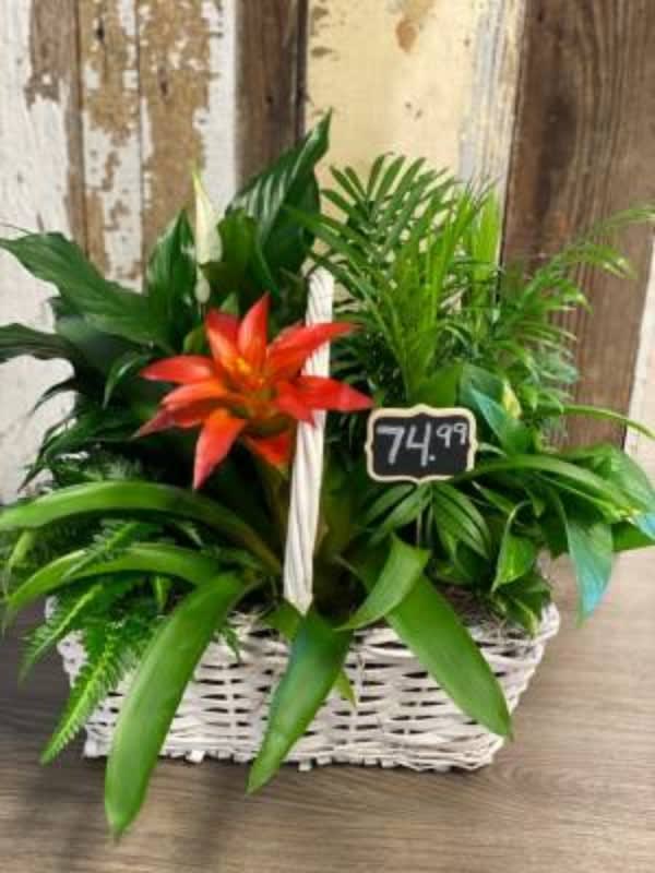Orange Burst Comfort Planter