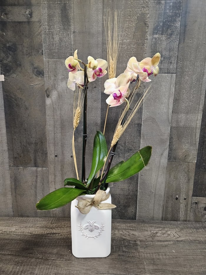 Honey Bee Orchids