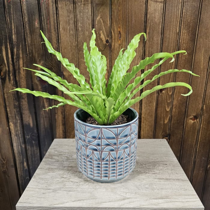 6" Birdnest Fern