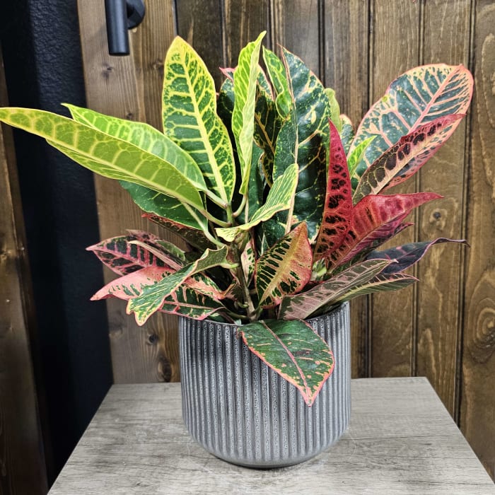 6" Croton