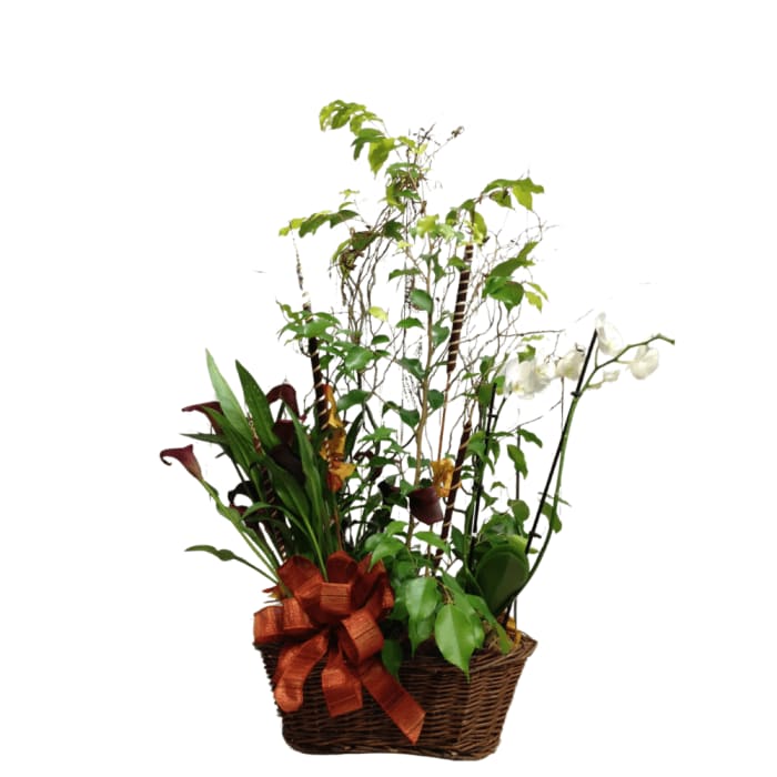 Tangerine Twilight Box Garden