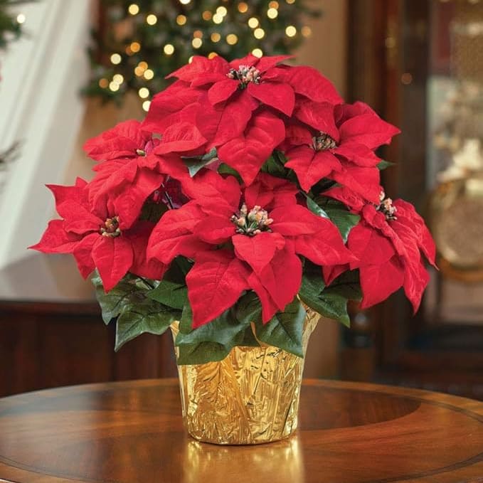 6" Poinsettia