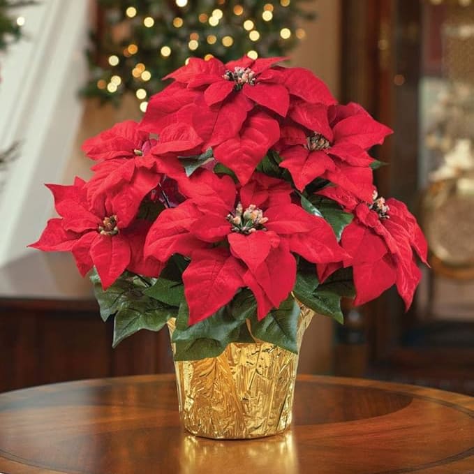 8'' Poinsettia