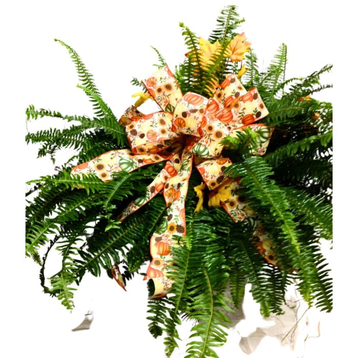 Beautiful Large Fresh Fern